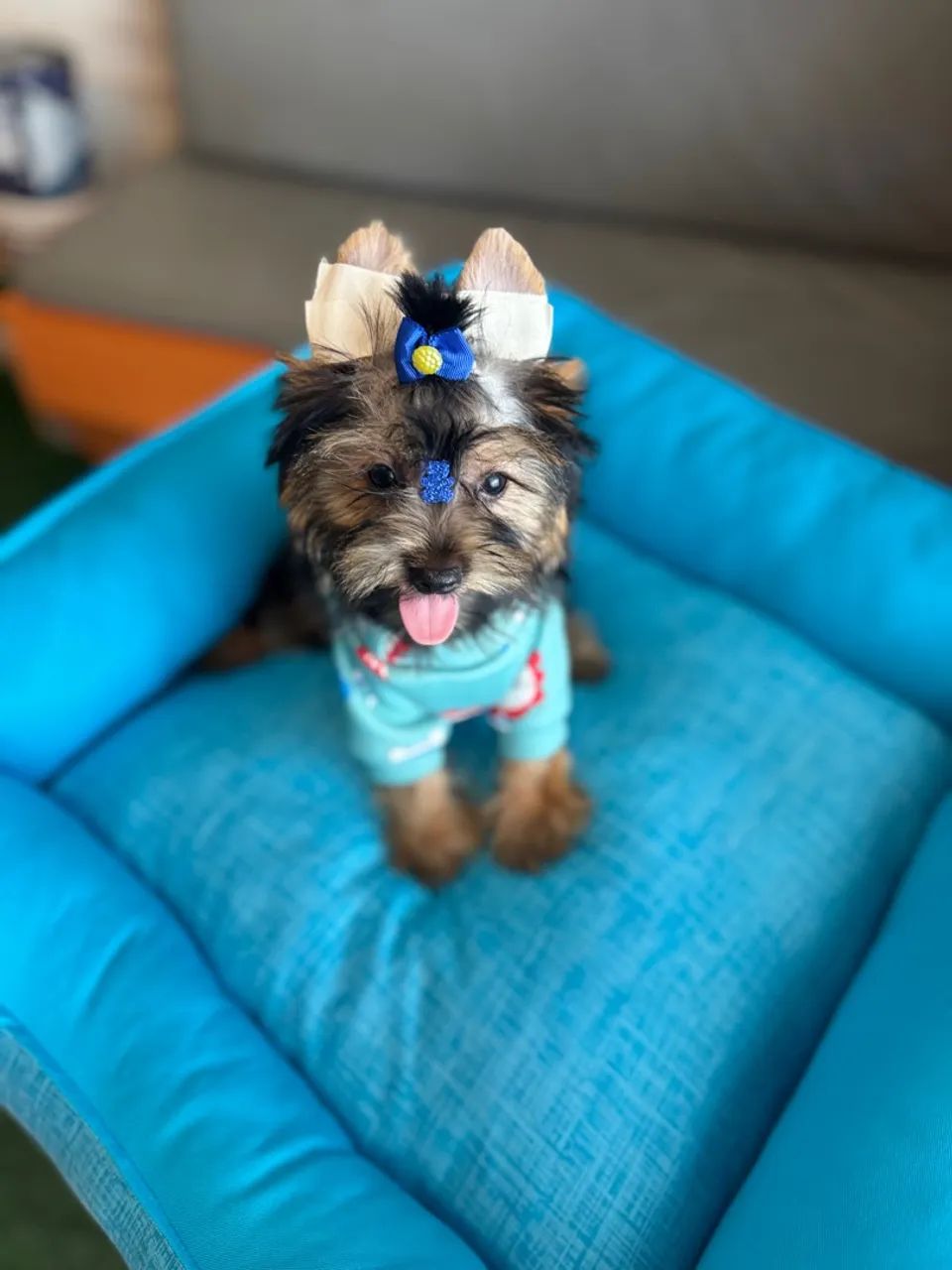 Lindíssimo baby York 90 dias com duas vacinas em 12x SEM JUROS - Foto 3