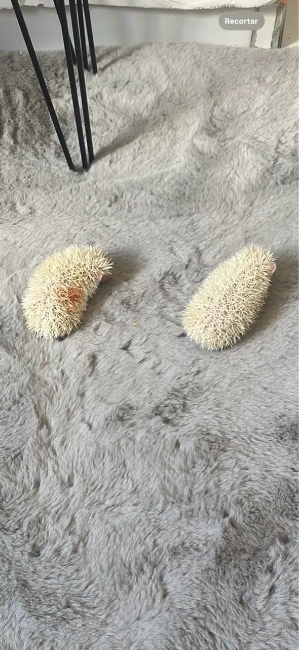 Recinto/viveiro para ouriç0 - Foto 4