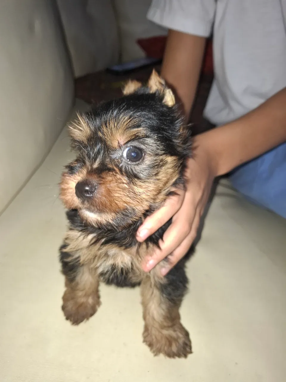 Filhote de Yorkshire Terrier