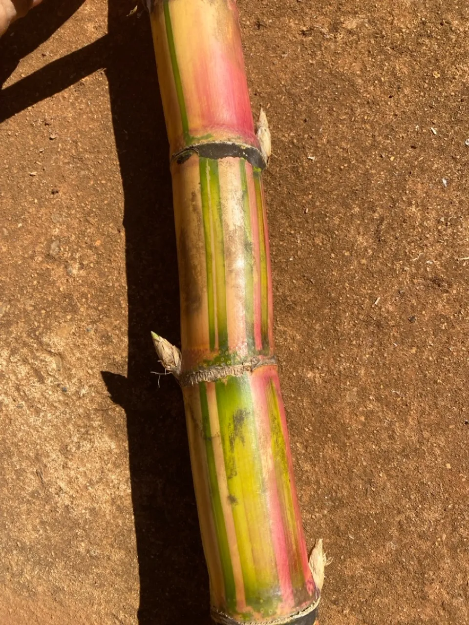 Mudas de Cana-de-açúcar ( cana caiana)
