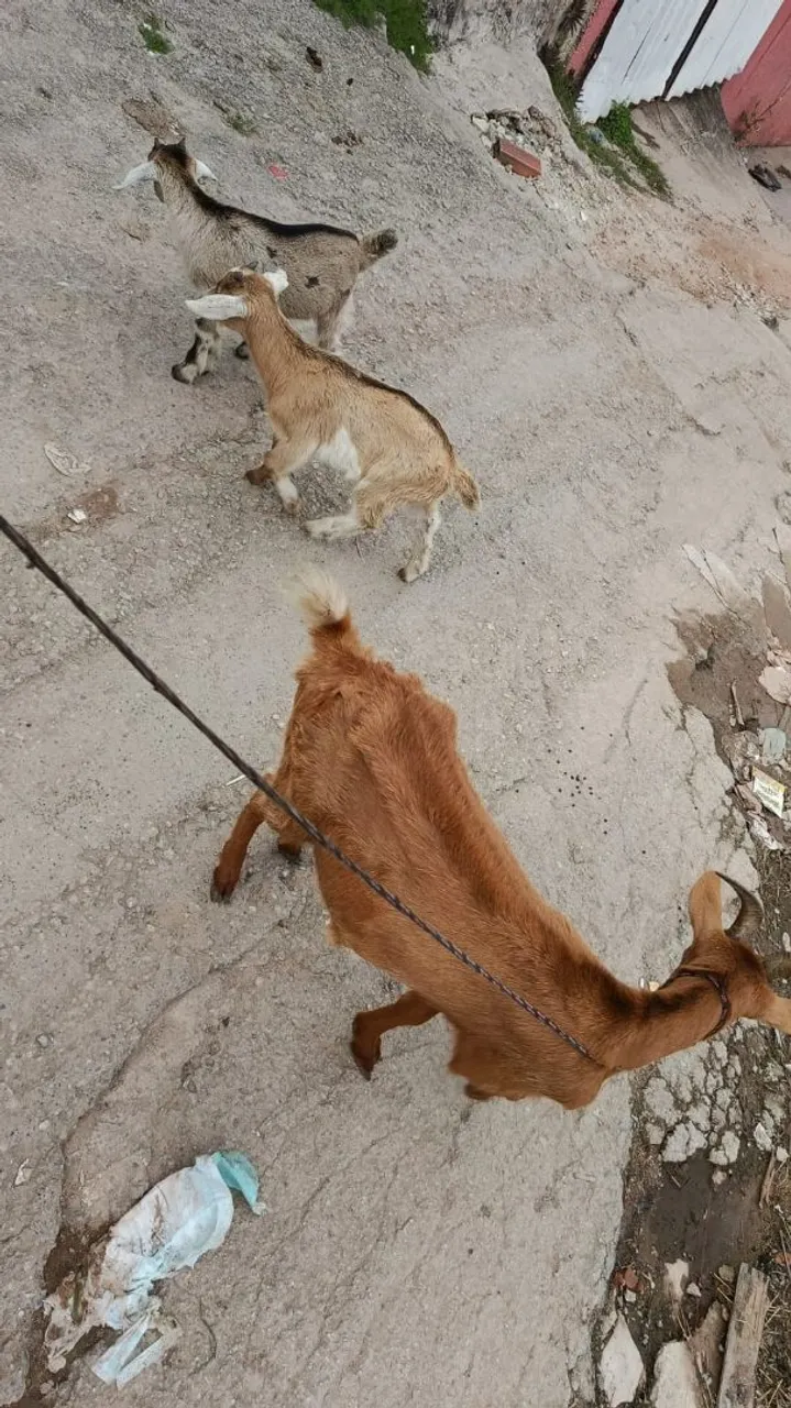 Cabras para venda