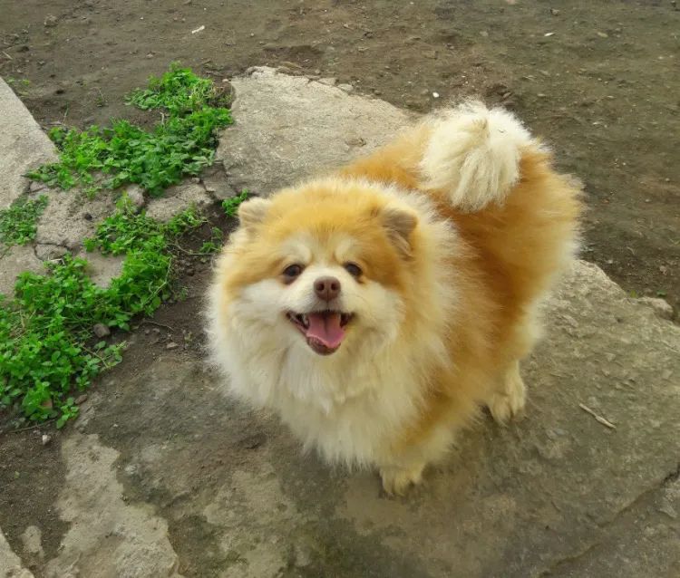 Spitz Alemão - Foto 3