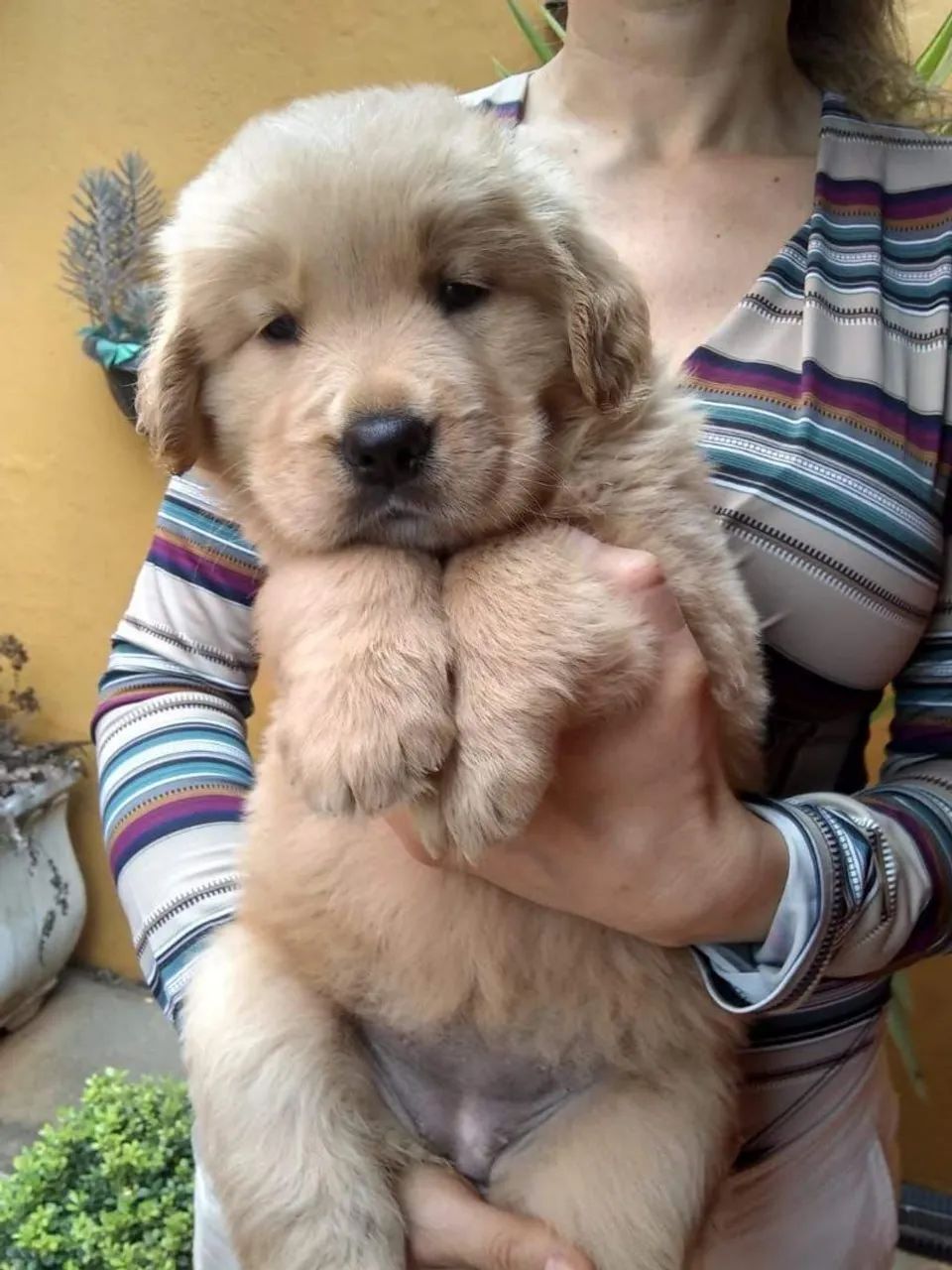 Golden Retriever : Dividimos no cartão Machos e Femeas