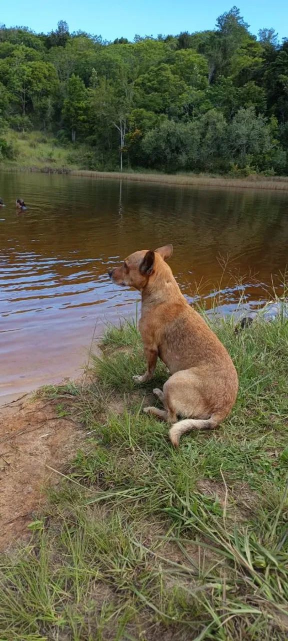 Últimos terrenos em condomínio rural ,5km da praia de Imbassai  - Foto 3