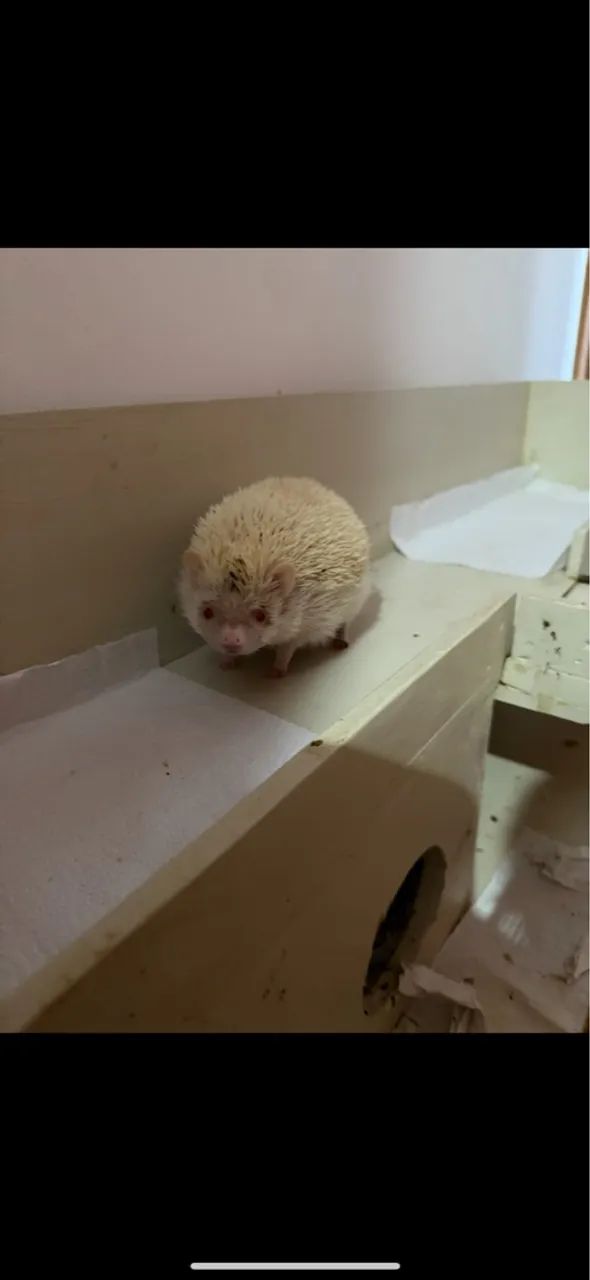 Recinto/viveiro para ouriç0 - Foto 5