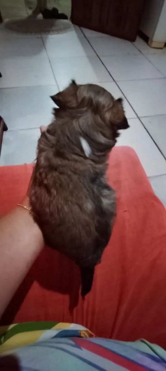 Machinho chitsu 