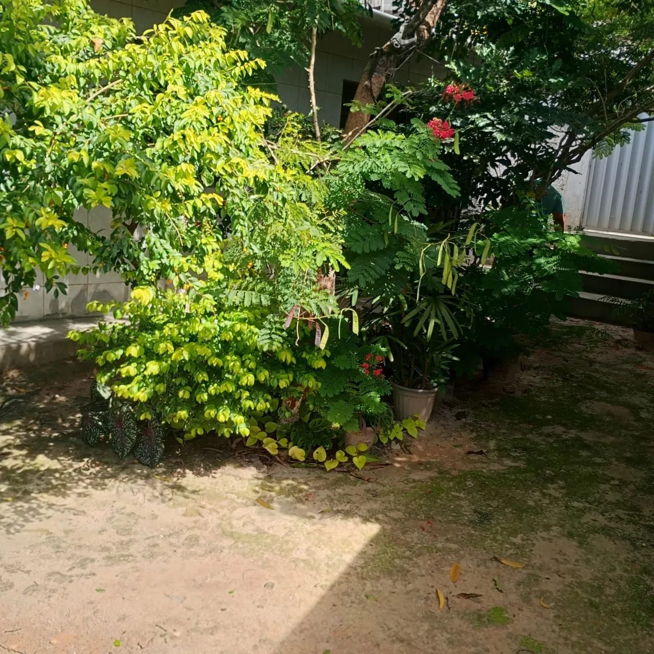 Vendo casa com quintal no Ibura - Foto 3