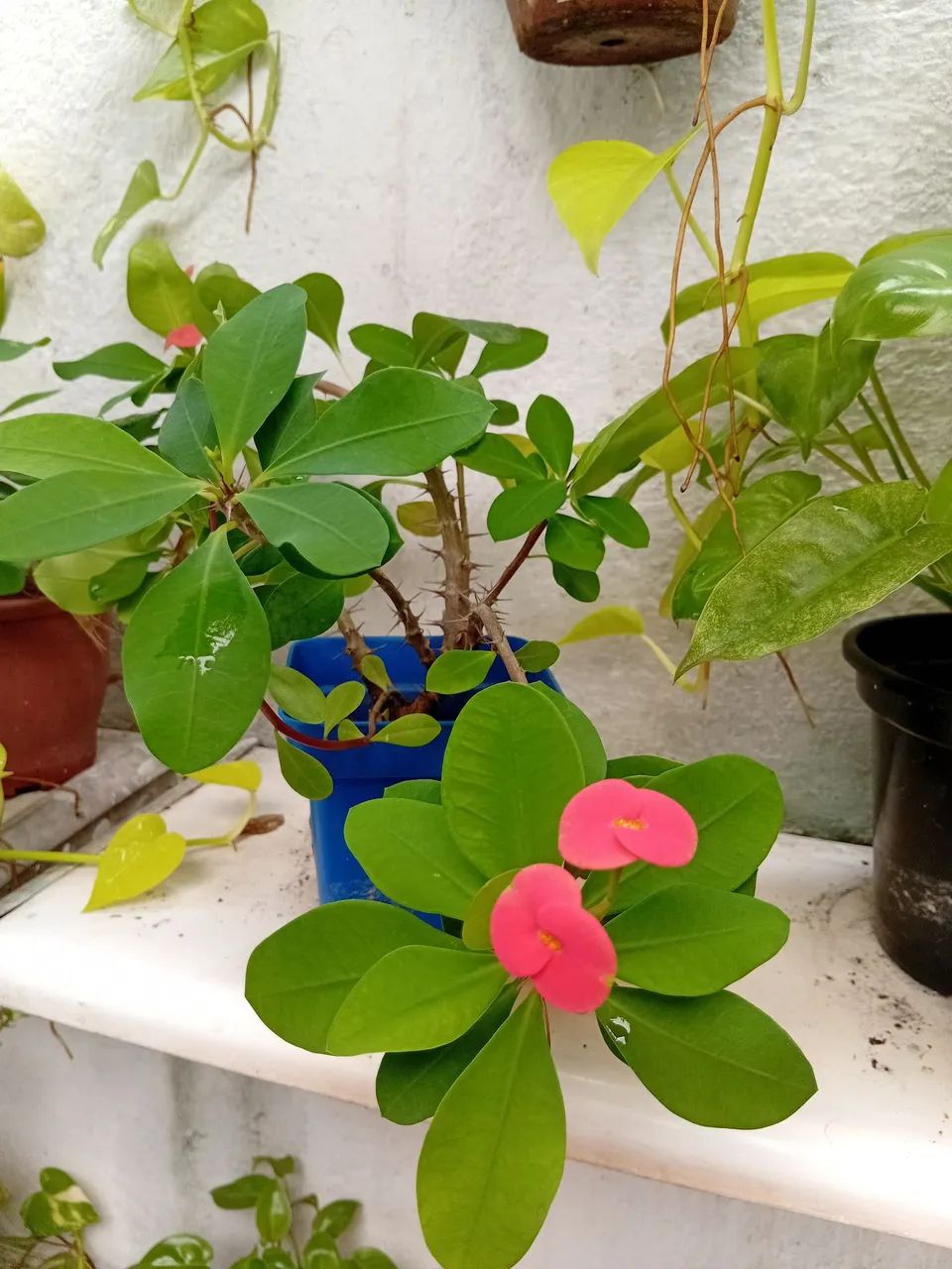 Muda de planta com flor vermelha.