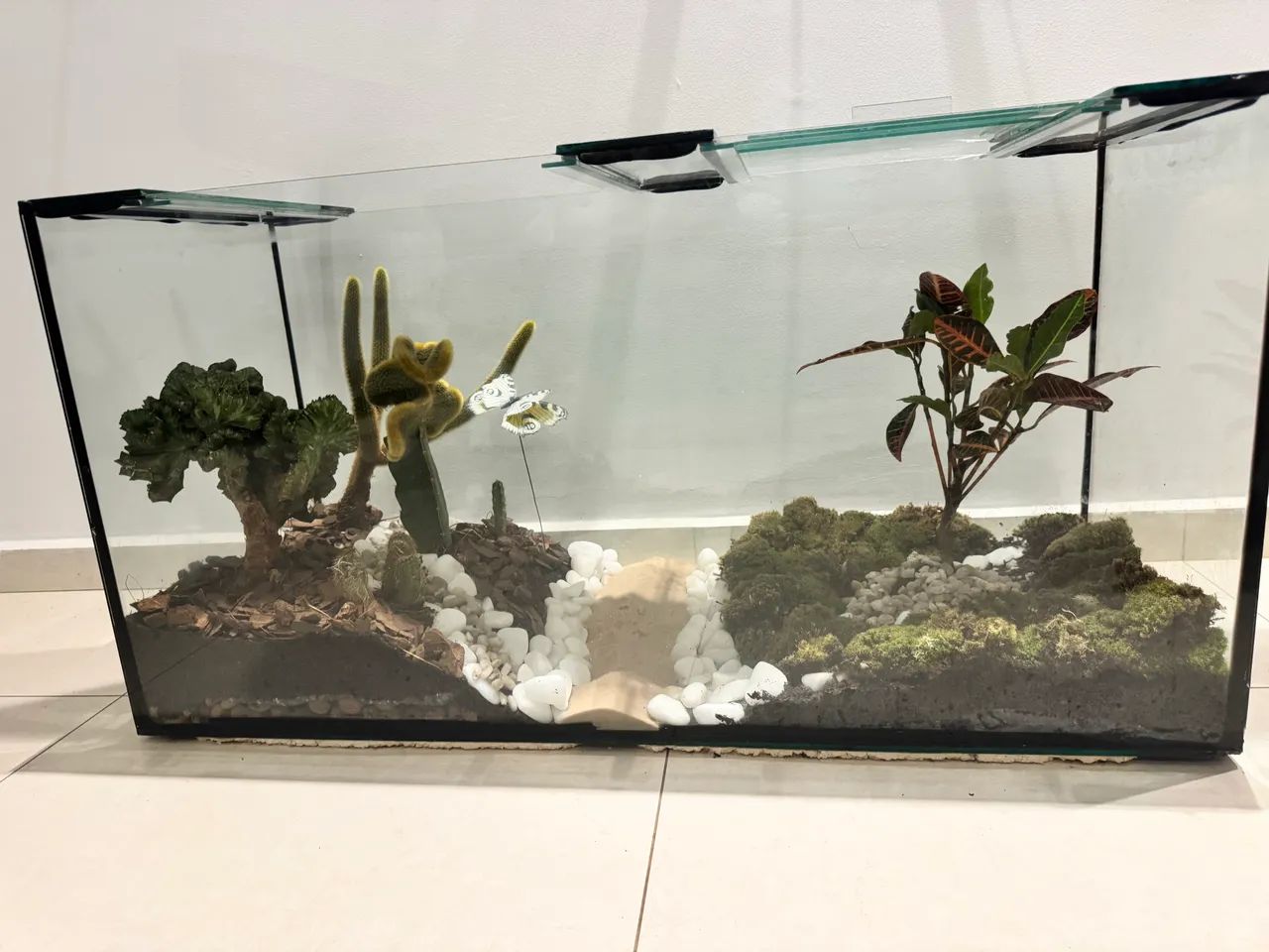 Terrário  - Foto 3