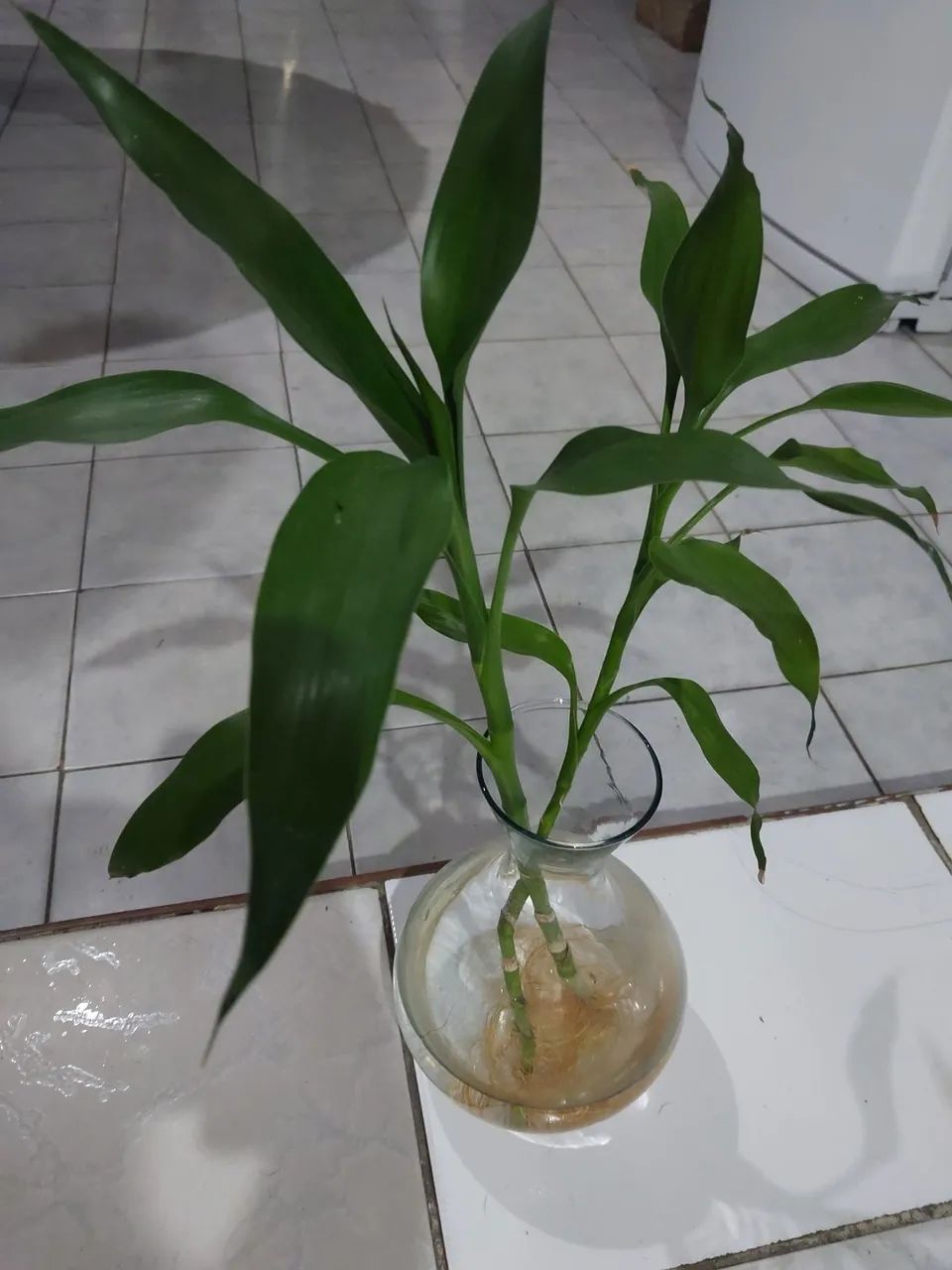 Bambu da sorte (apenas haste) - Foto 6