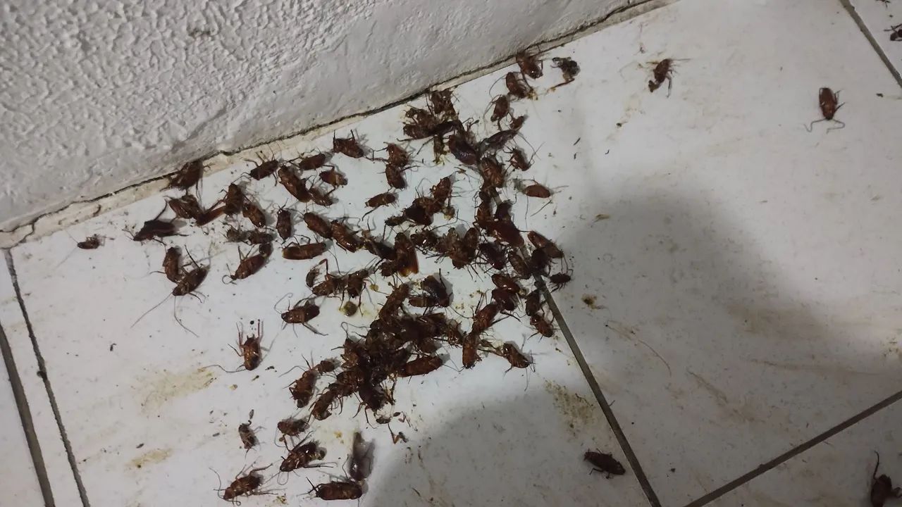 Dedetização  - Foto 4