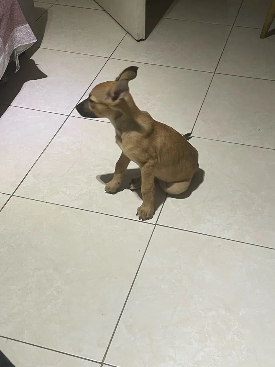Doação de cachorra  - Foto 2