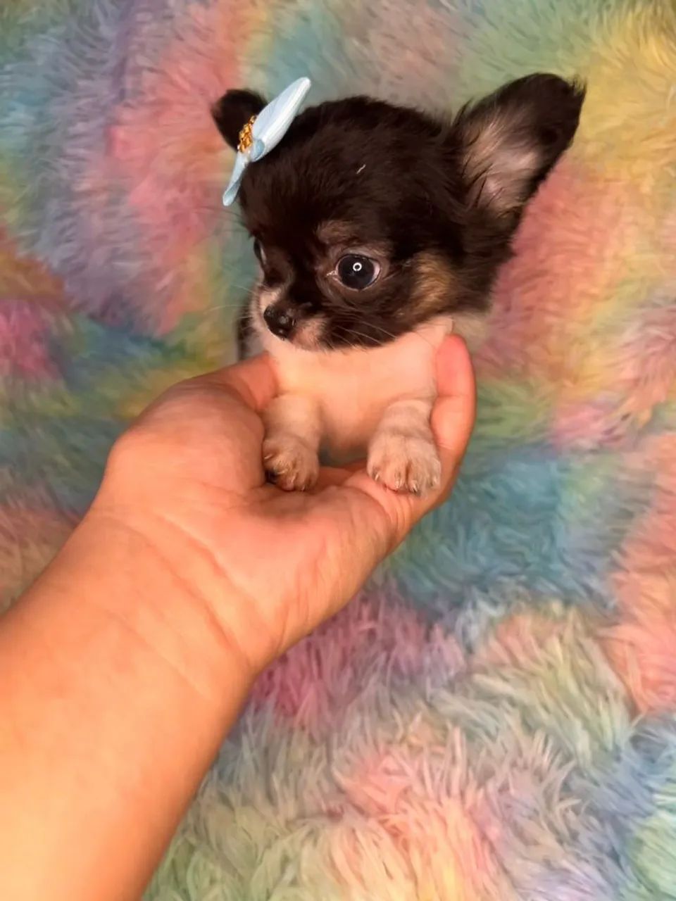 Chihuahua fêmea Pêlo longo preto com branco e castanho.  Uma fofurinha, alegre e cheia de  - Foto 5