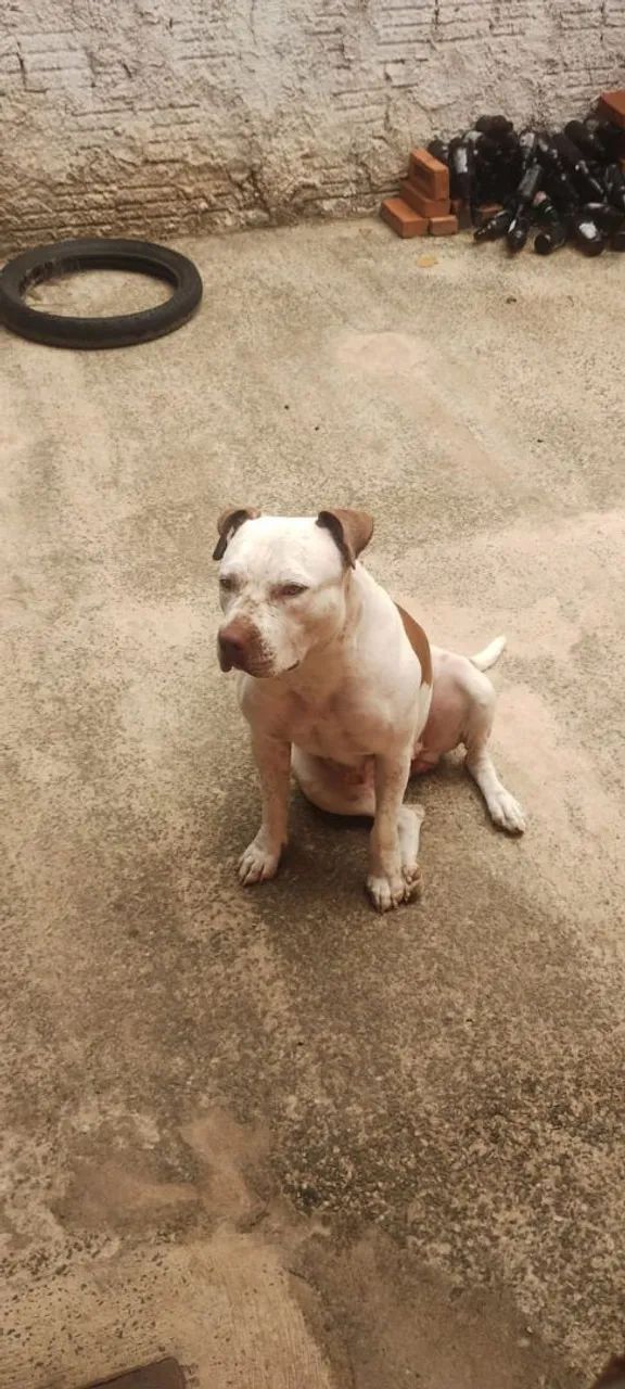 Pitbull  - Foto 5