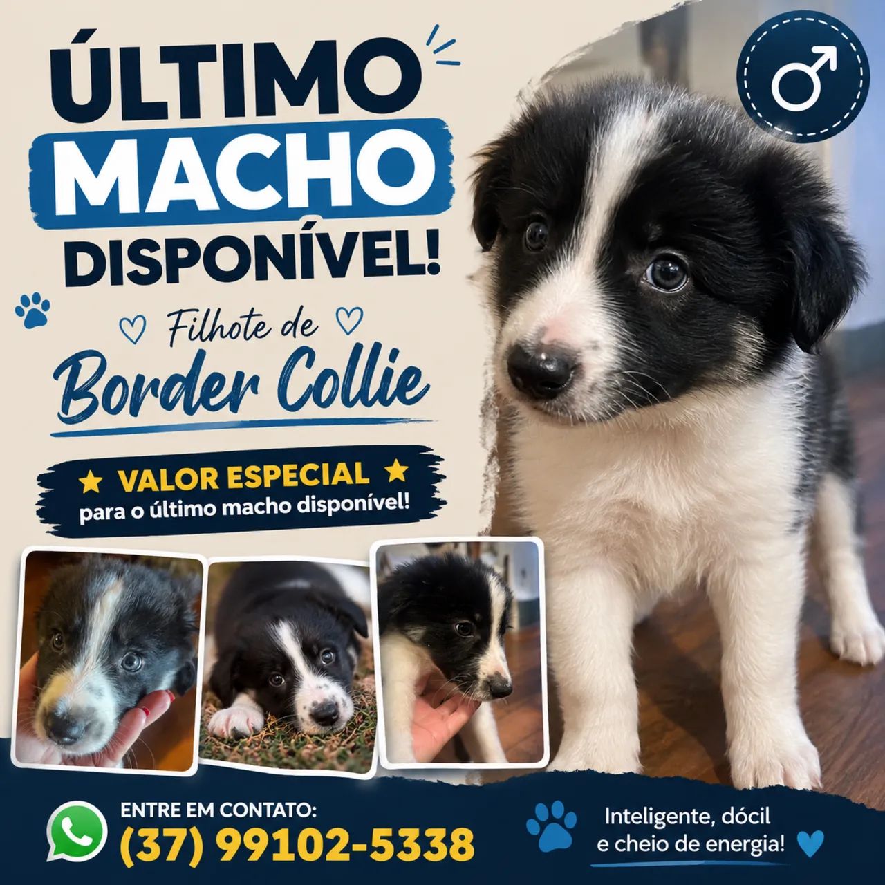 Filhote de Boder Collie último Macho