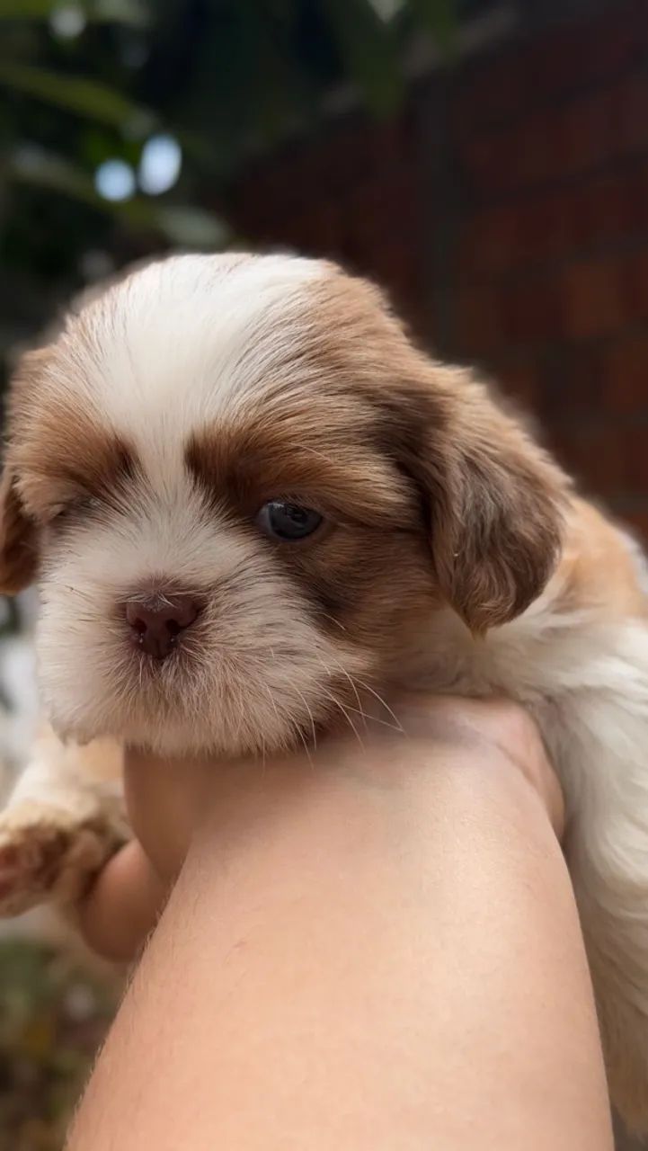 Shih-tzu macho 