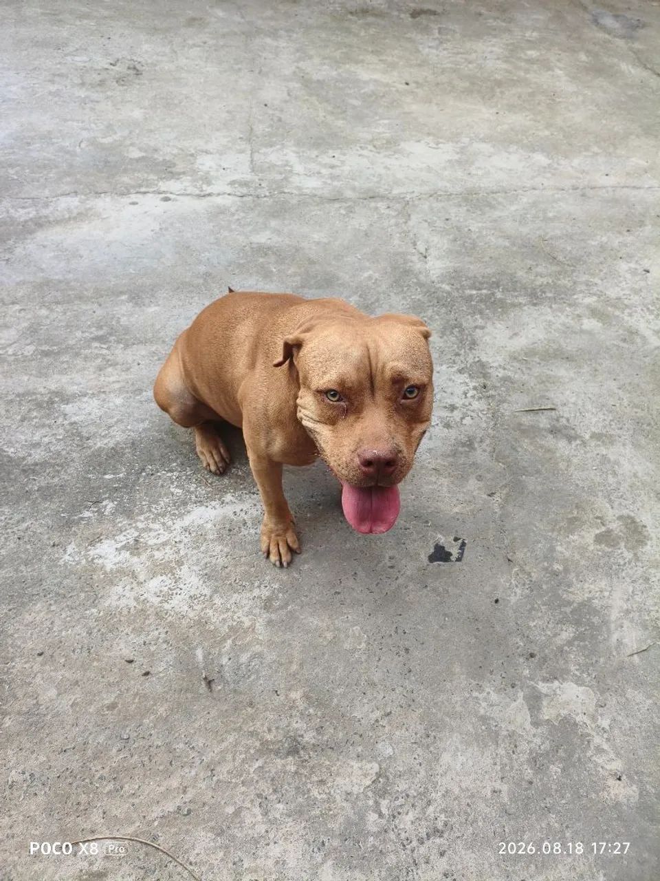 Pit Bull para adoção 