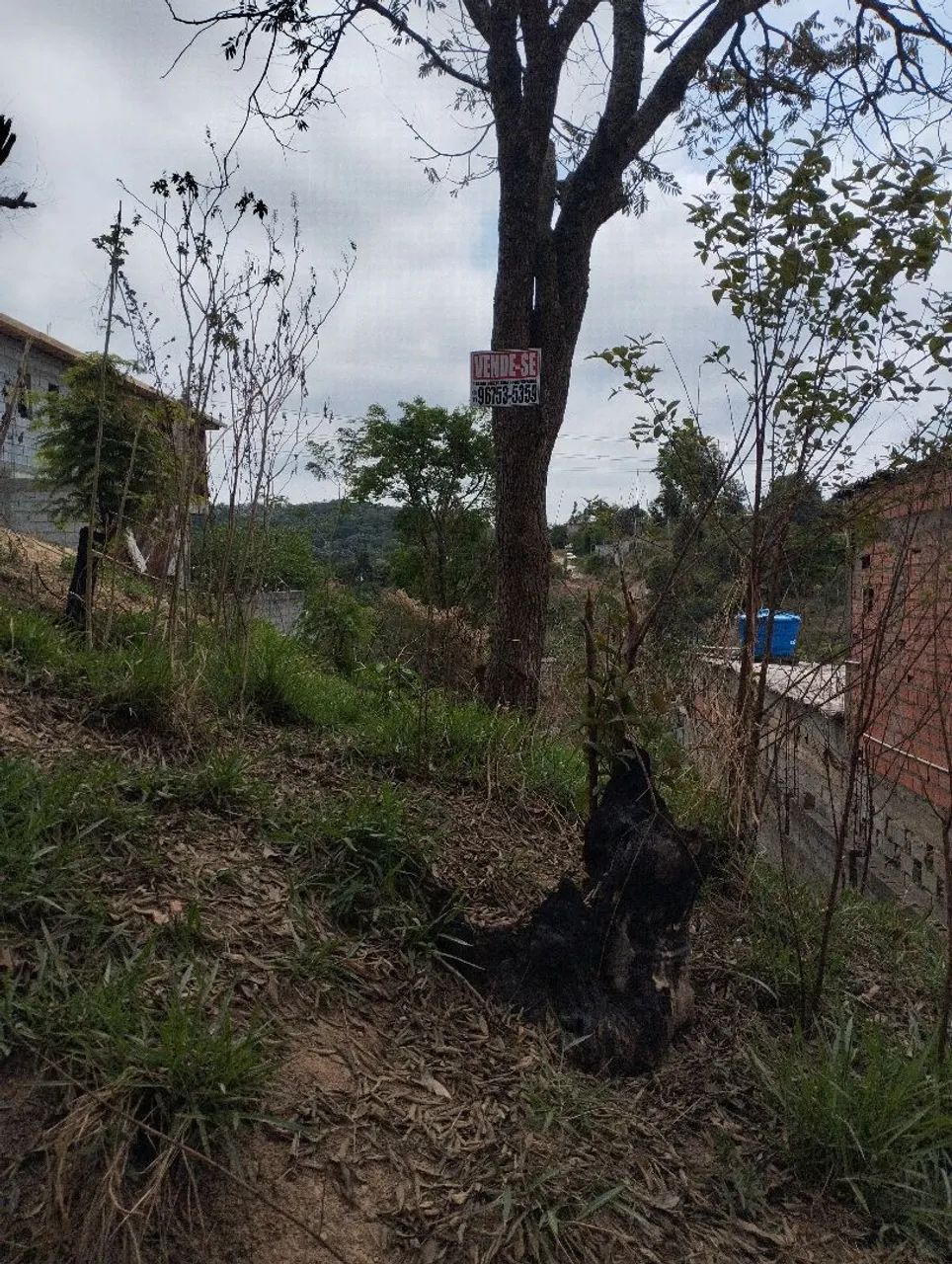 Foto - Francisco Morato - Jardim Alegria