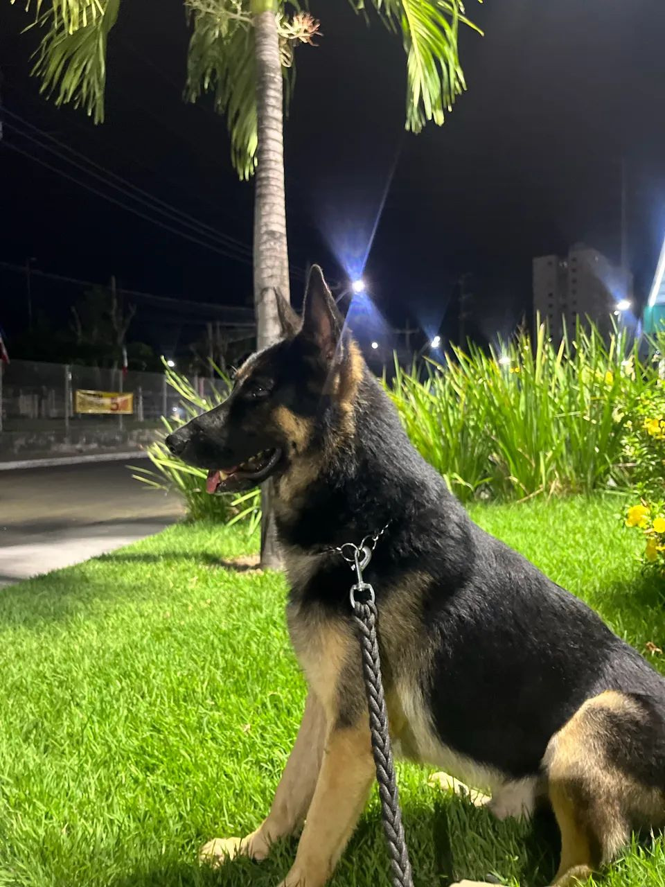 Cruzar Pastor capa preta macho 