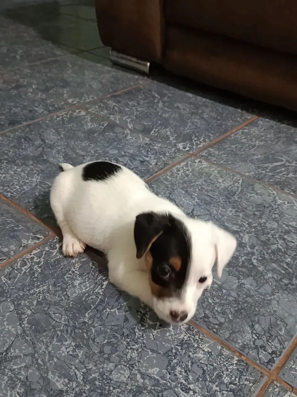 Jack Russell Terrier  - Foto 2