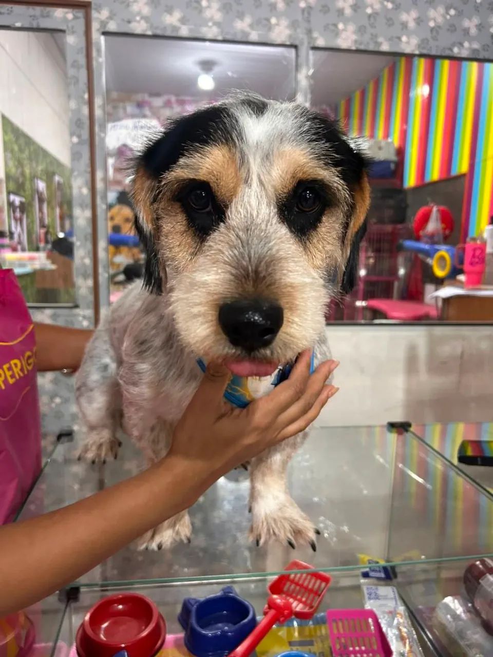 Doação de cachorro - Foto 2