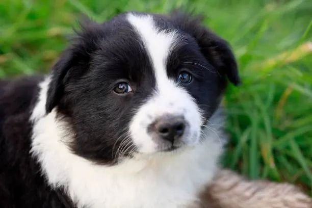 Filhotes de Border Collie Muito Inteligentes ?