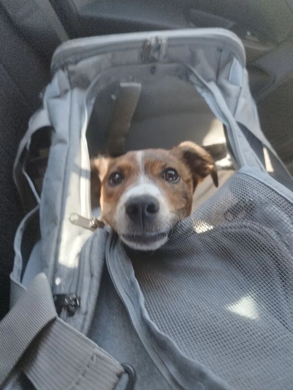 Cachorro doação