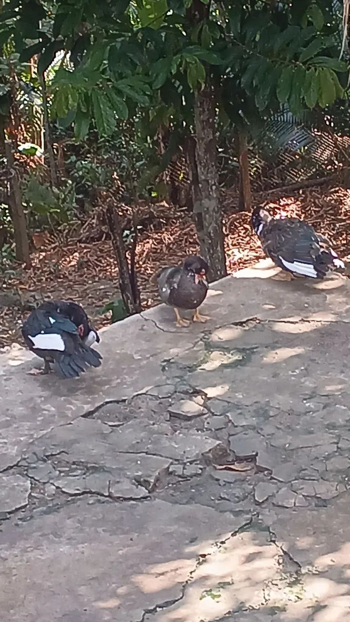 Vendo patos - Foto 4