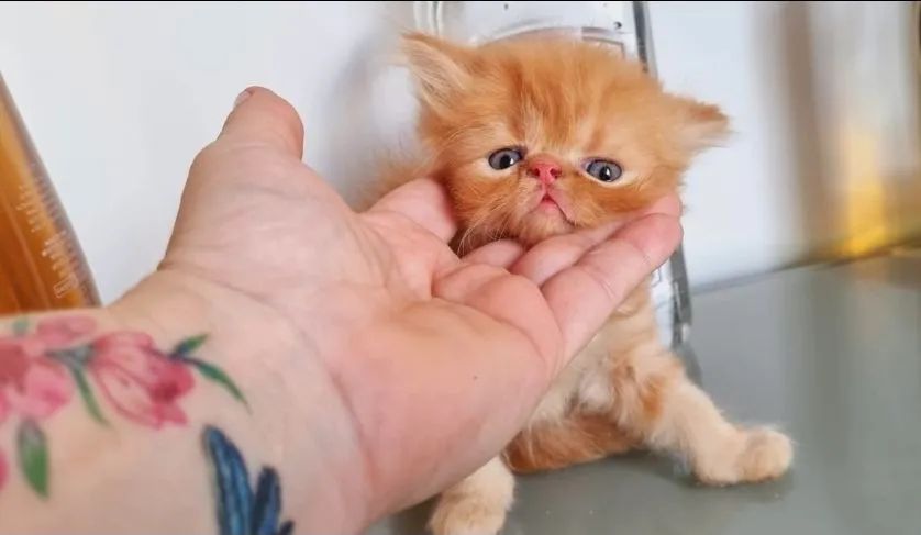 Gatos Persa 