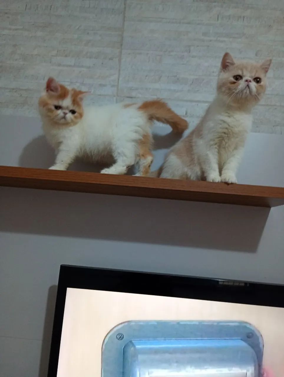 Gatinha persa  - Foto 2