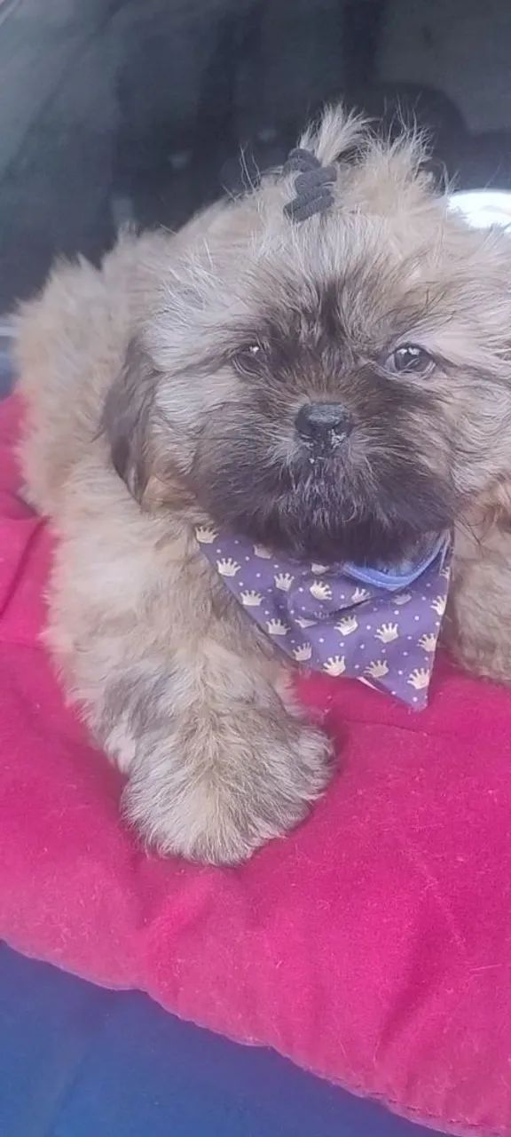 Shih Tzu macho  - Foto 2