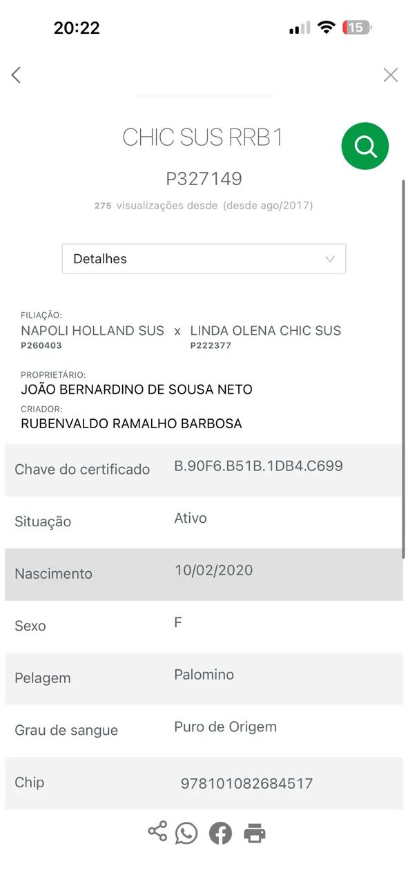 Potra domada  - Foto 3