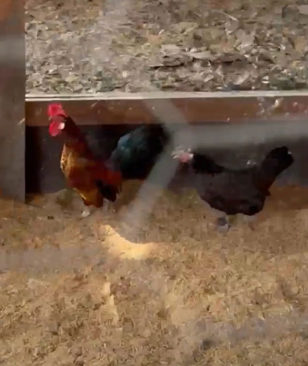 Mini Nagasaki  - Foto 3
