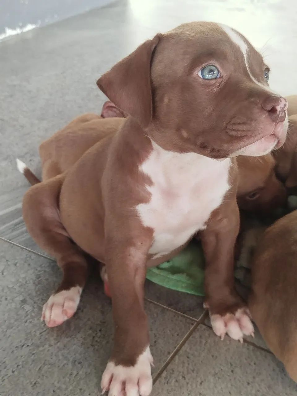 Pit Monsters filhotes 