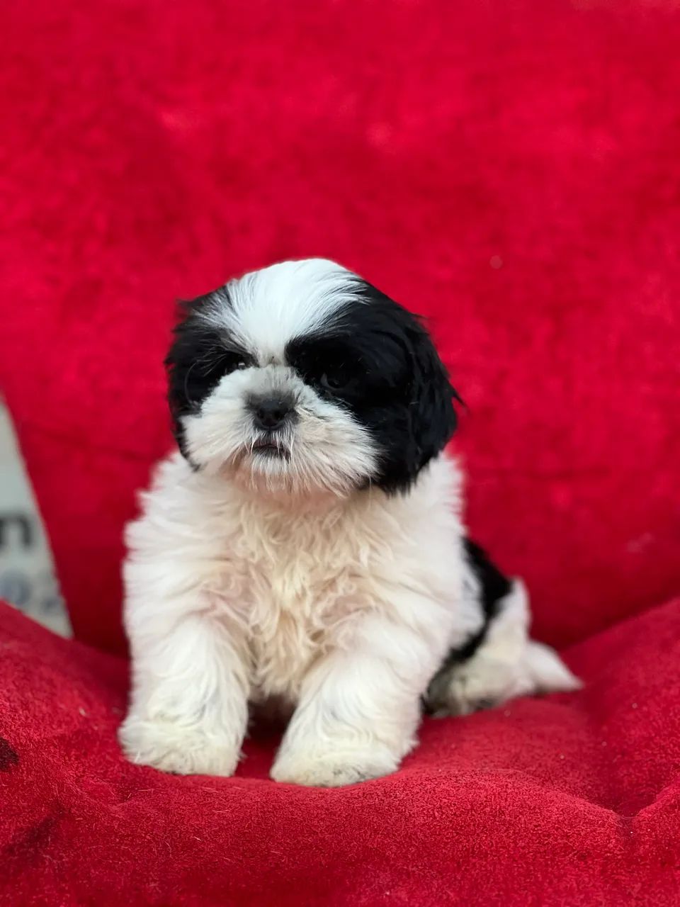 Cachorro  - Foto 5
