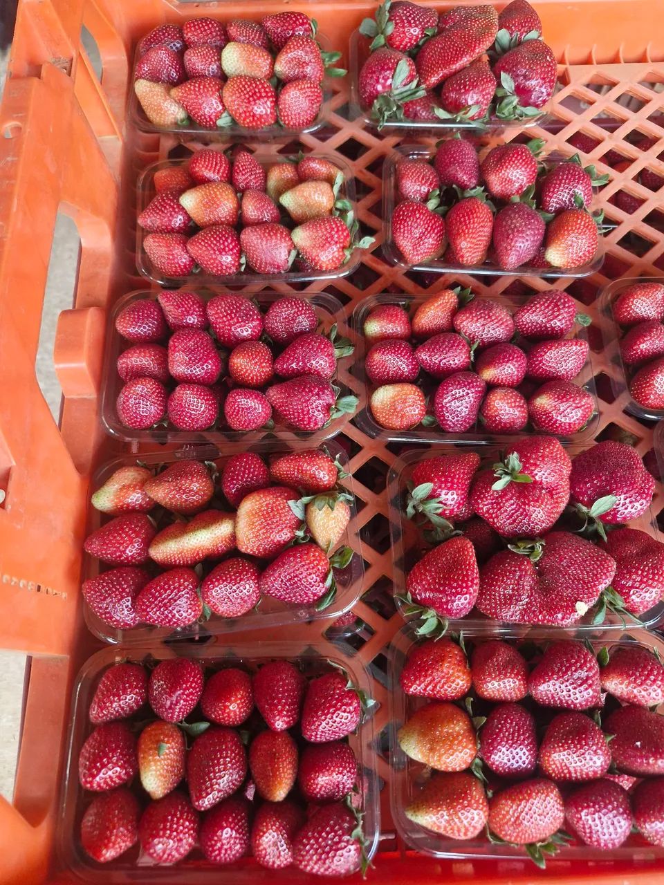 Morangos de qualidade  - Foto 2