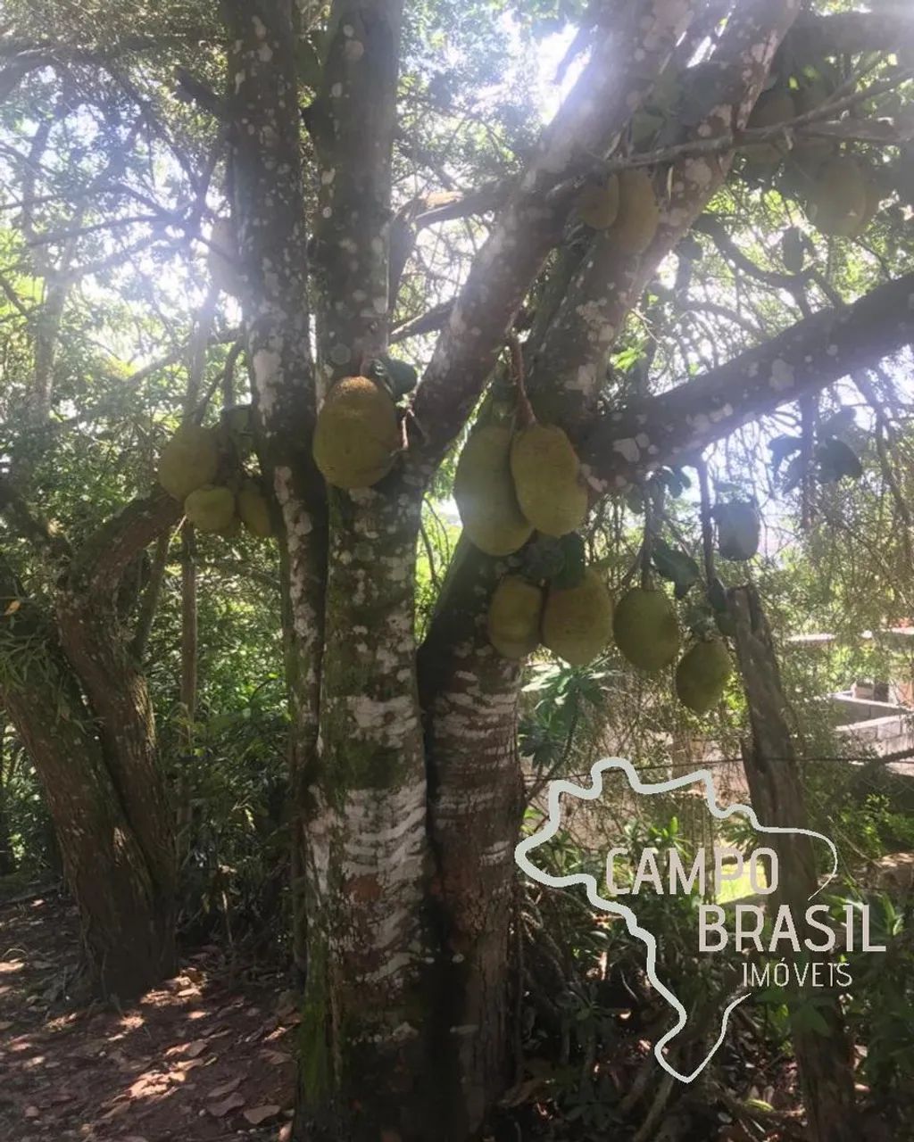 Chácara próxima da cidade! Estuda permuta em São Paulo! - Foto 3