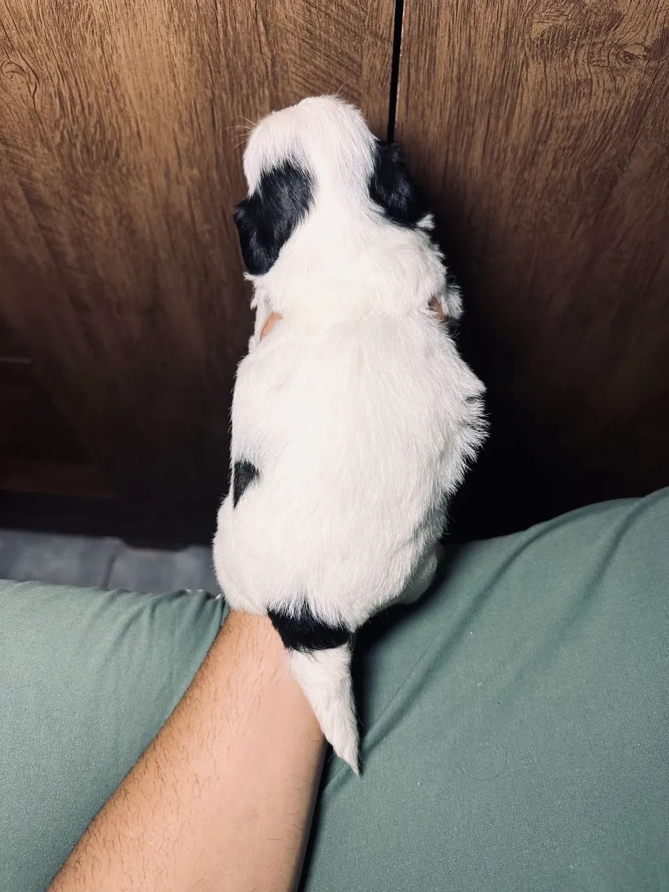 Cachorro  - Foto 5