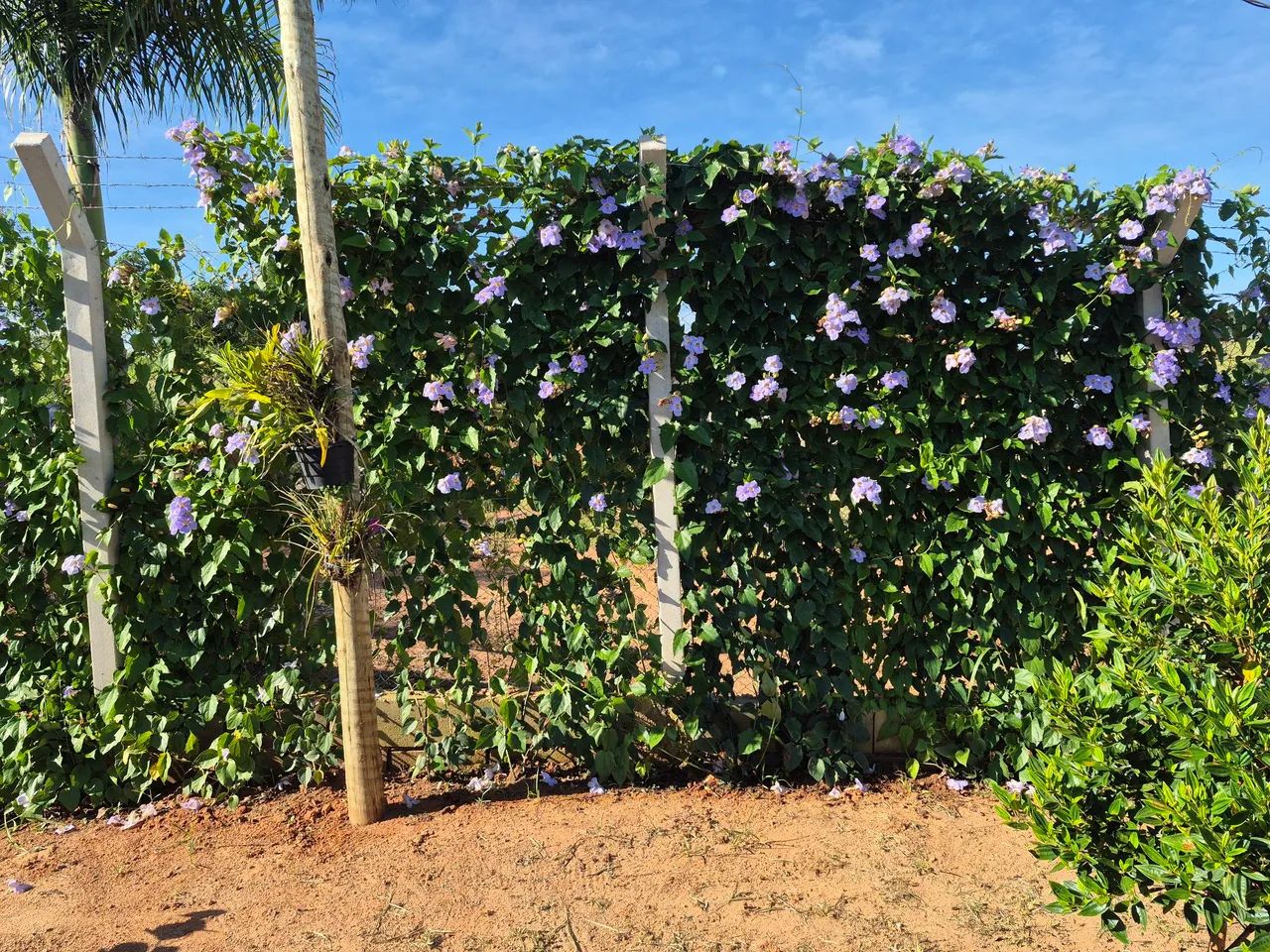VENDO CHACARAS SUL DE MINAS .EM PARAISOPOLIS - Foto 2