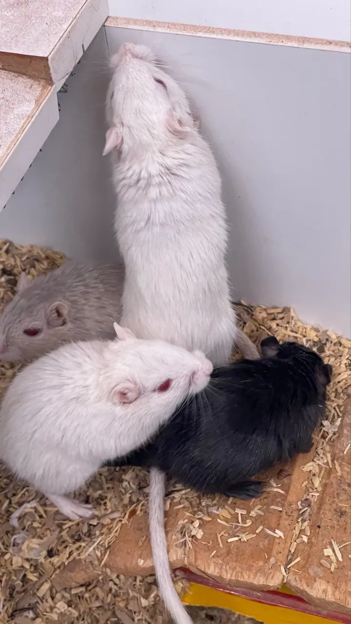 Gerbil / Gerbo / esquilo da Mongólia  - Foto 3