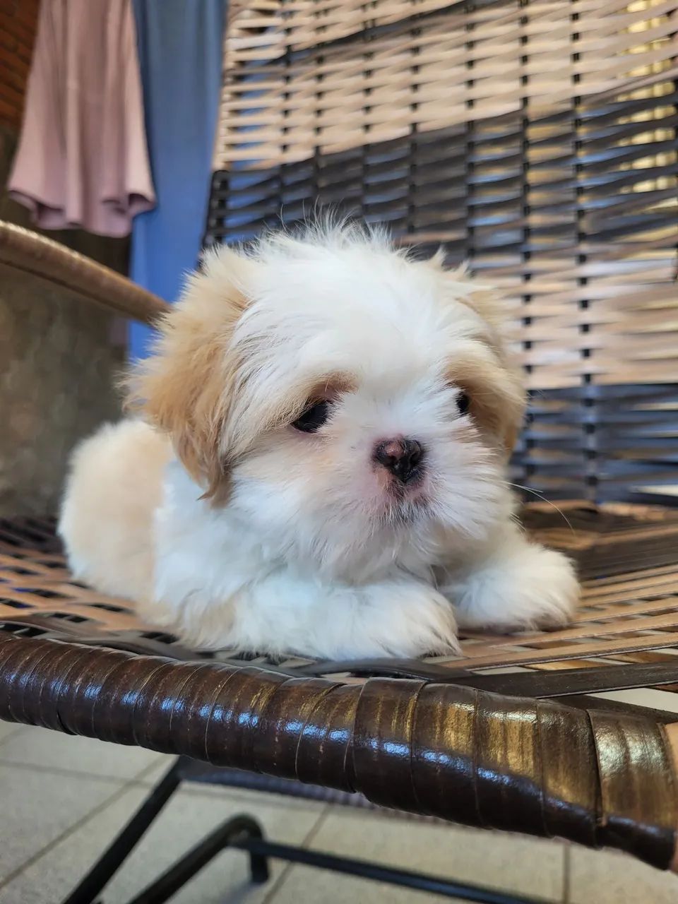 Shih-Tzu macho - Foto 3