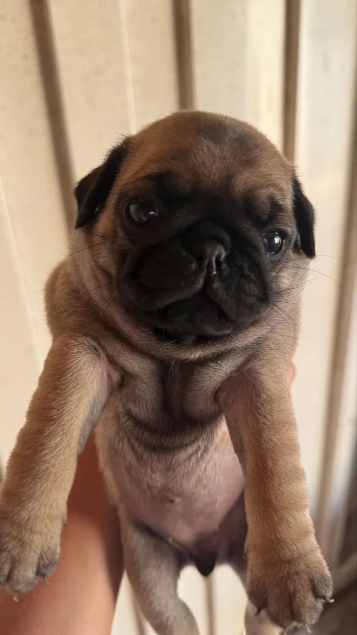 Pug - Foto 3