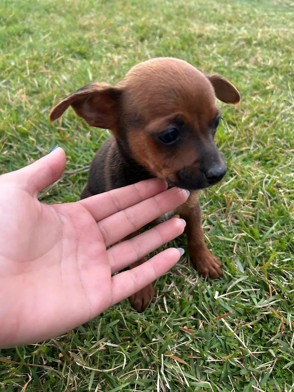 Vendo casal de Pinscher 