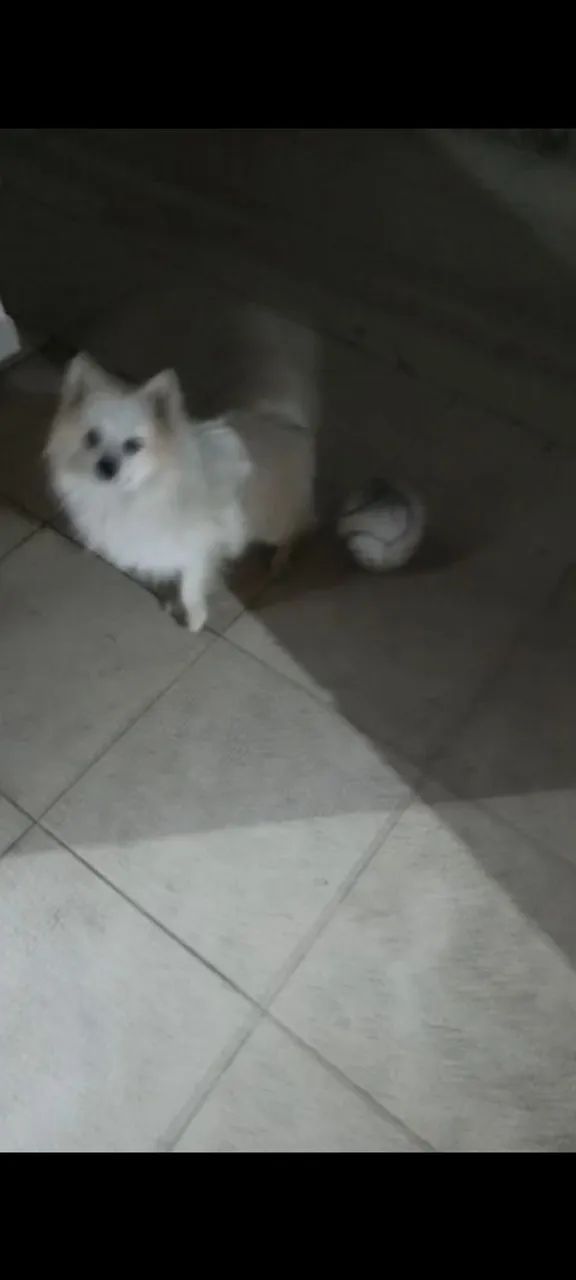 Spitz alemão (lulu)