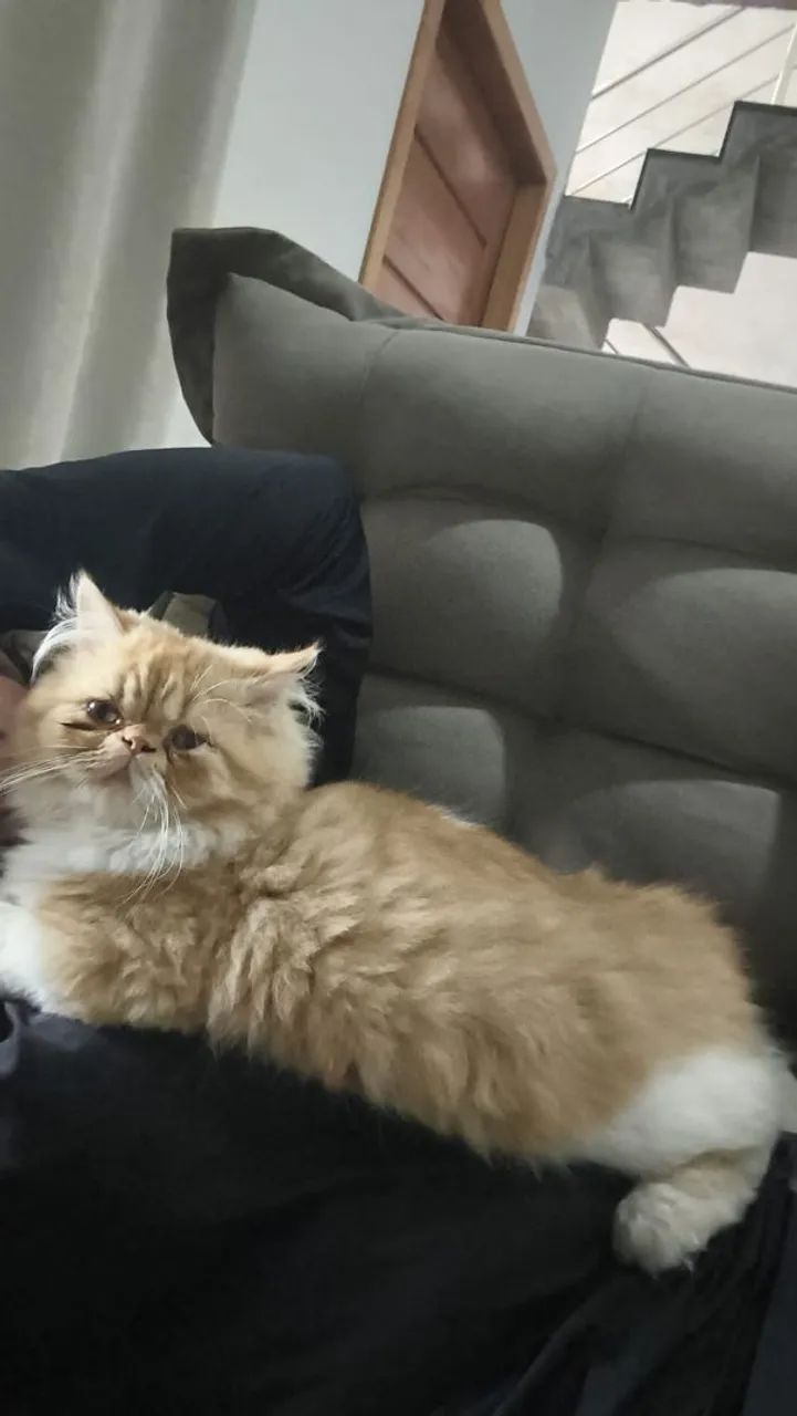 Gatinho persa macho