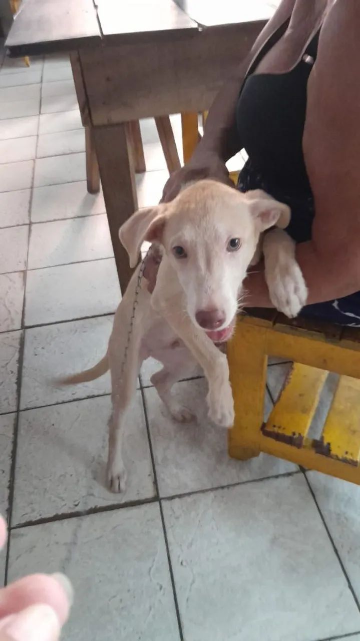 Doação de cachorro 