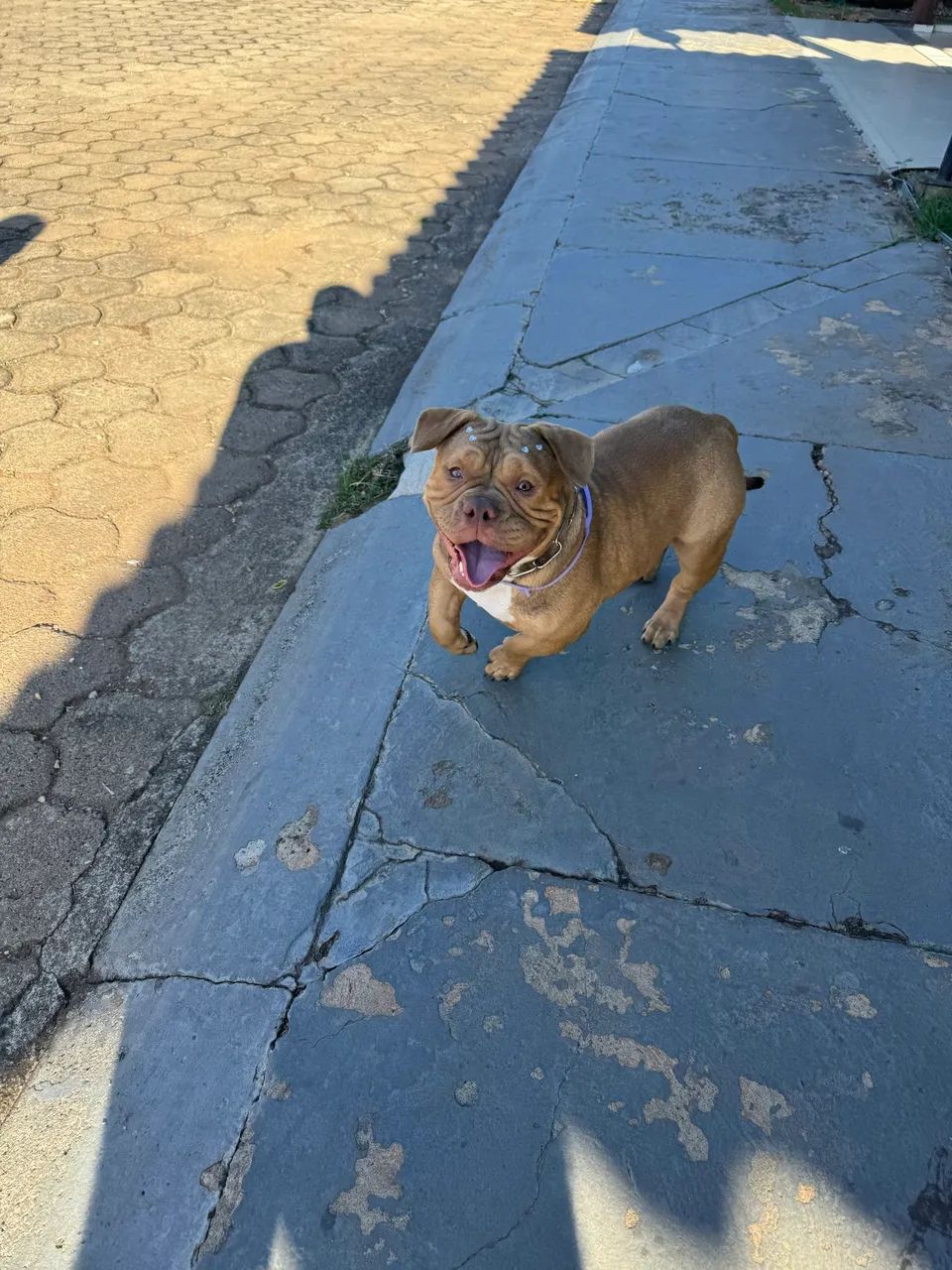 American Bully Fêmea 