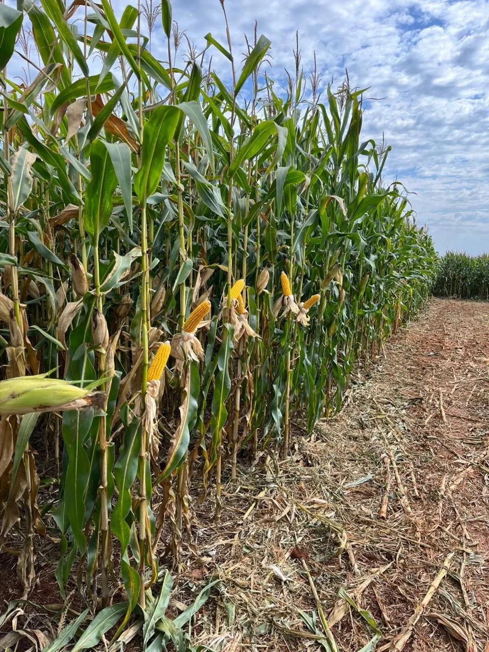 Fazenda com 877 Alqueires Norte do PR - Foto 3