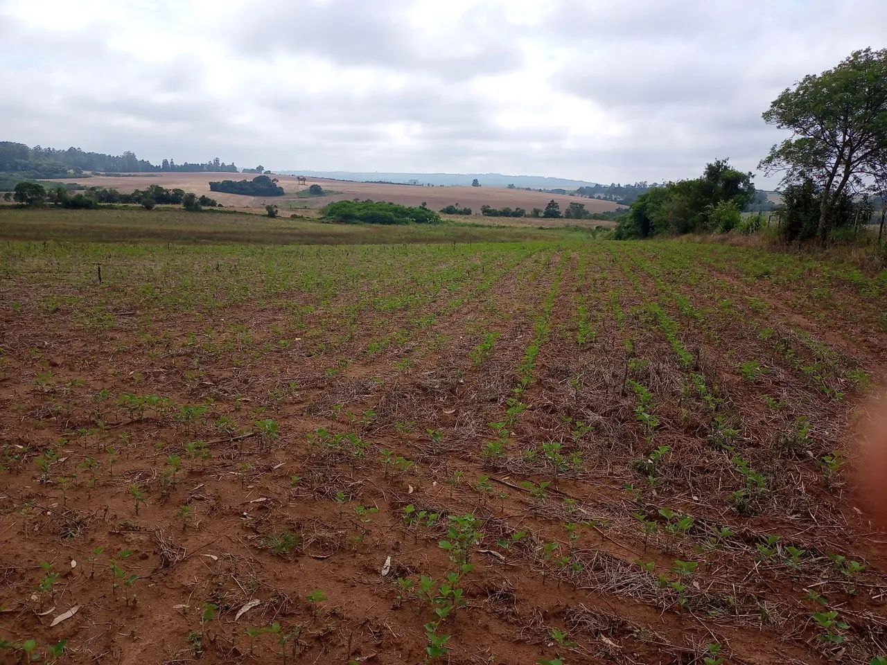 Campo com 14 hectares  - Foto 10