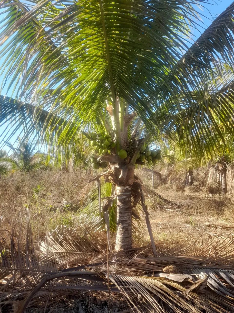 Pés de coco produzindo  - Foto 2